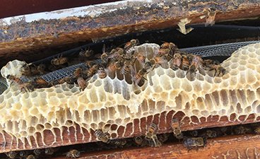 A close up photo of honey bees building a honeycomb in a managed hive box. 